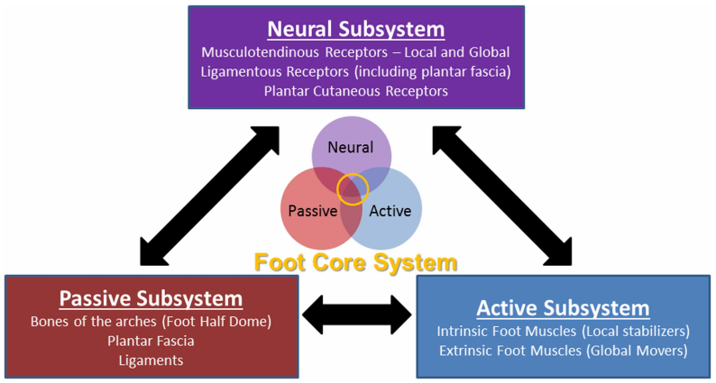 Picture showing subsystem for foot core