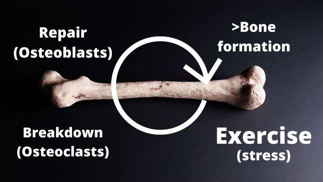 graph showing bone remodeling for stress fractures 