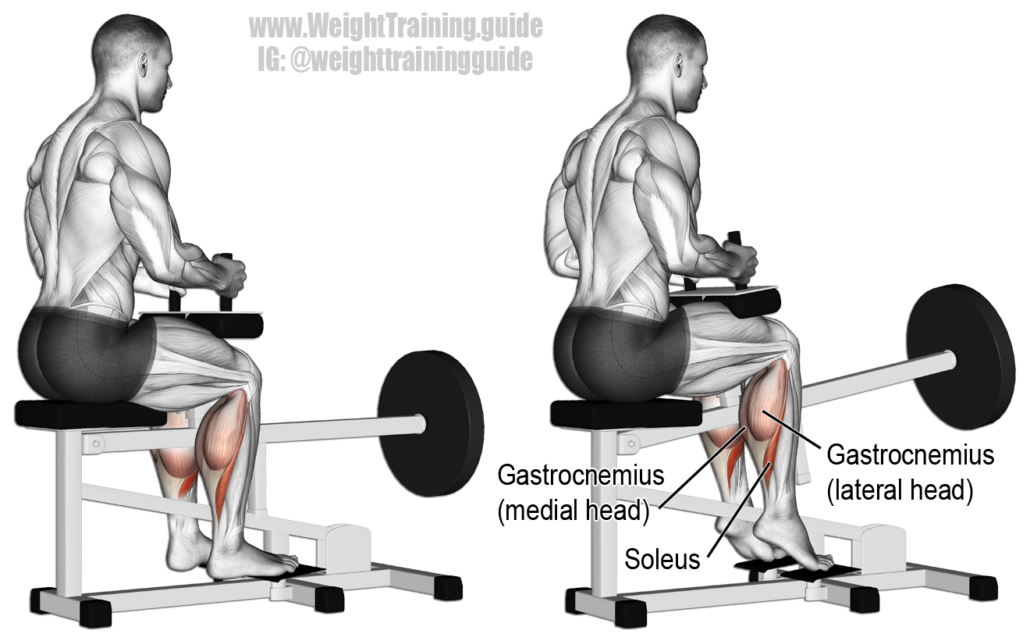 runner strengthening calf muscles