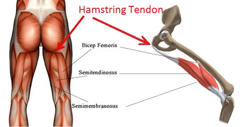 Hamstring tendon anatomy photo